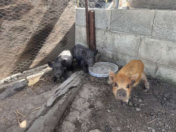 Minipig
