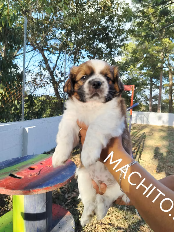 Shitzu