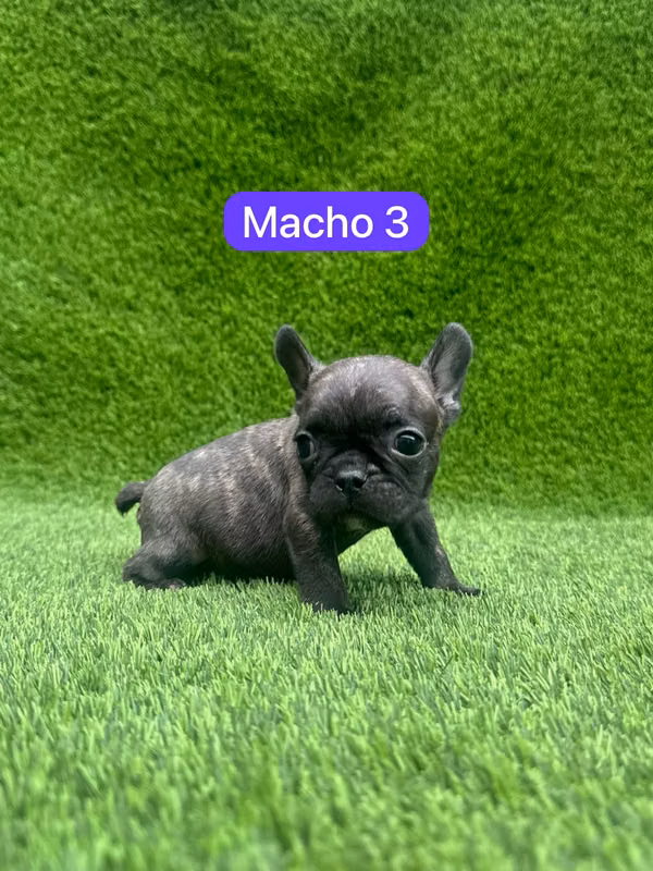 French Bulldog
