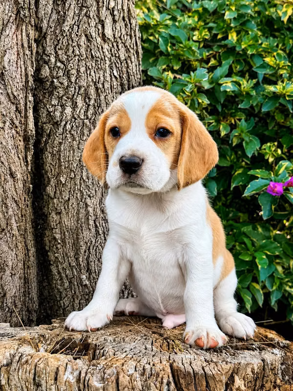 Beagle pigs