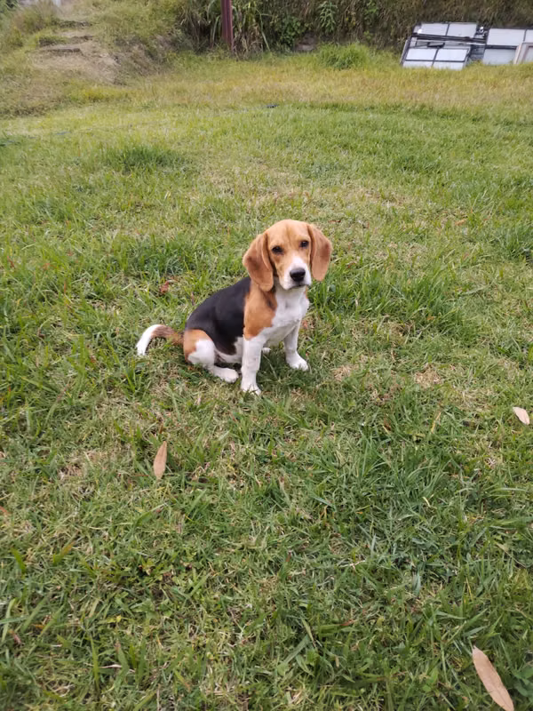 Beagle