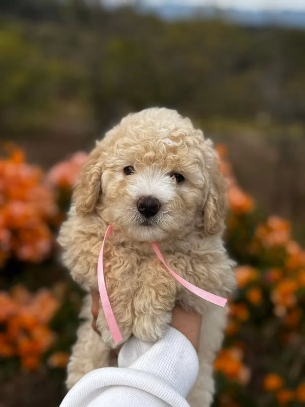 FRENCH POODLE HEMBRA Y MACHO 