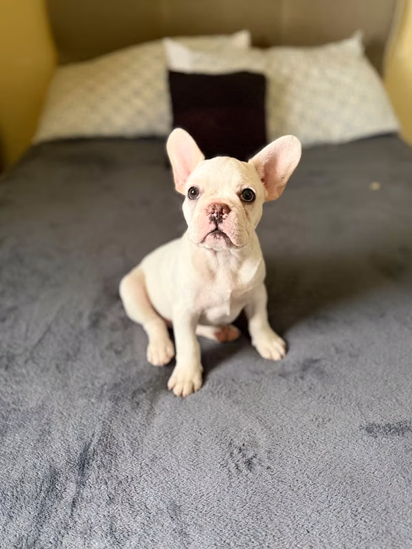French Bulldog