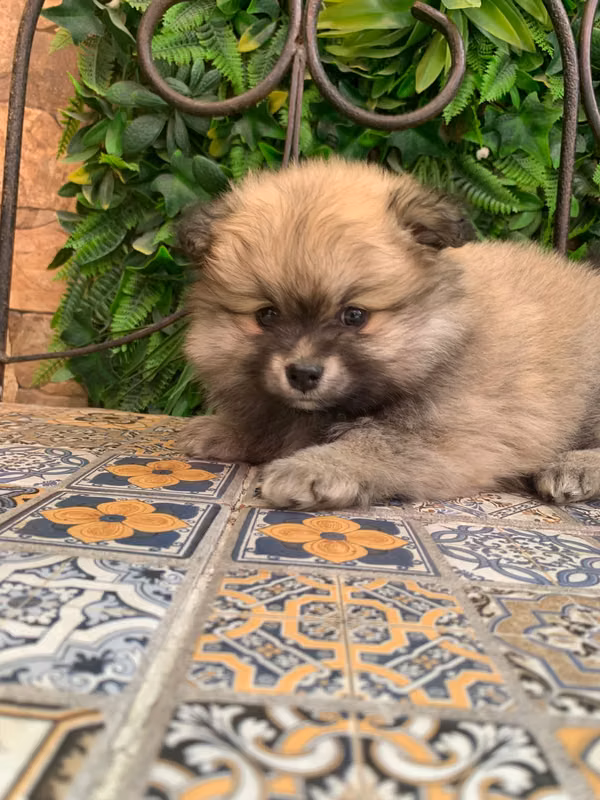 Bitch pomerania