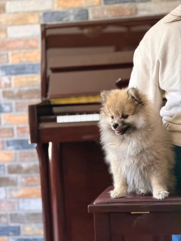 Female Pomerania