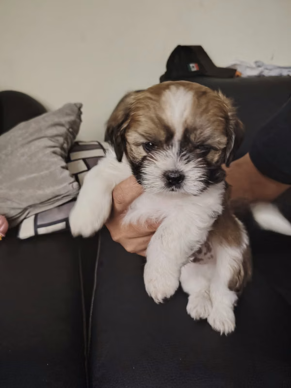 shihtzu