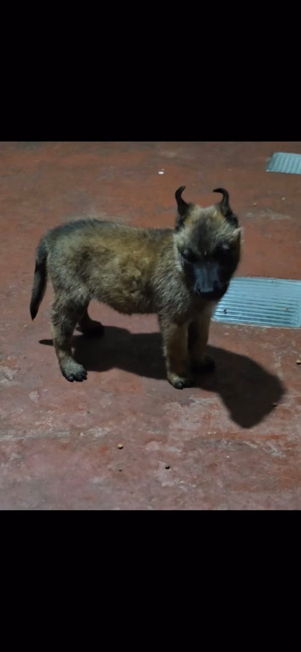 I SELL MALINOIS BELGIAN SHEPHERD DOGS