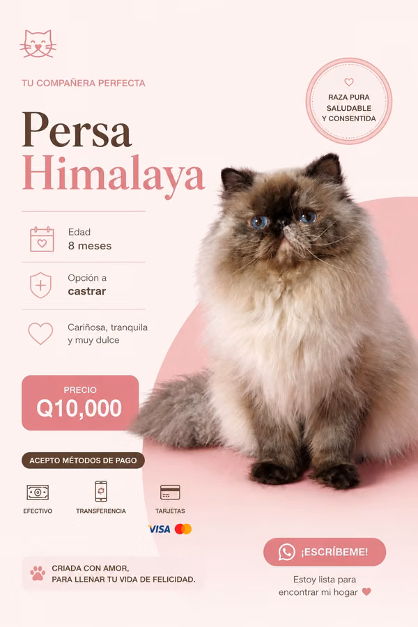 Extreme Persian kitten, Himalaya