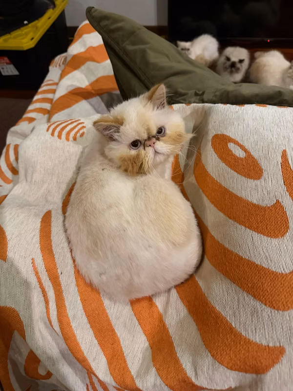 Gato persa macho 