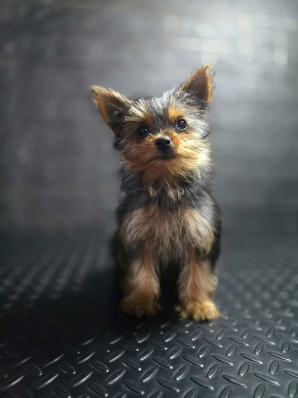 Spectacular Yorkie
