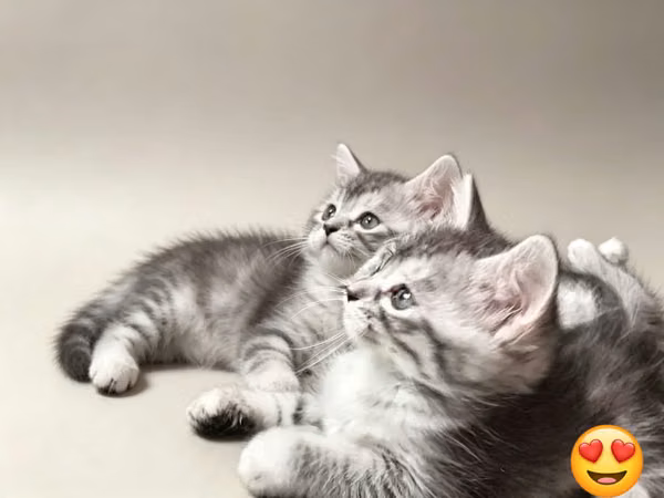 Beautiful angora cats