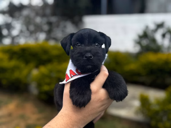 FEMALE AND MALE SCHNAUZER BLACK