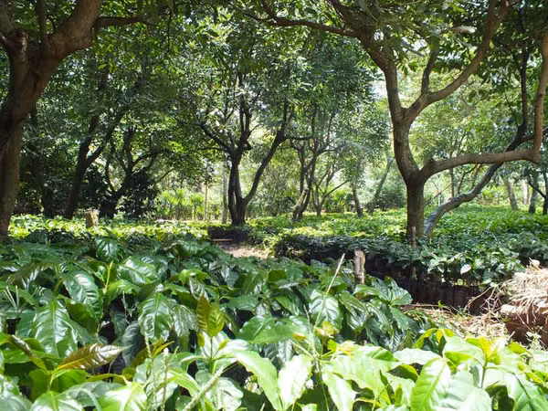 Sale of Finca de Café in the skirts of the Volcano Tecumburro, Santa Rosa