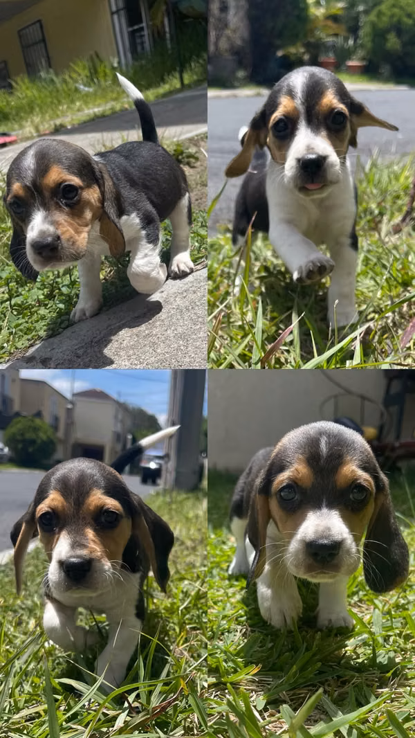 Nice little beagle puppies sweet tricolor playful