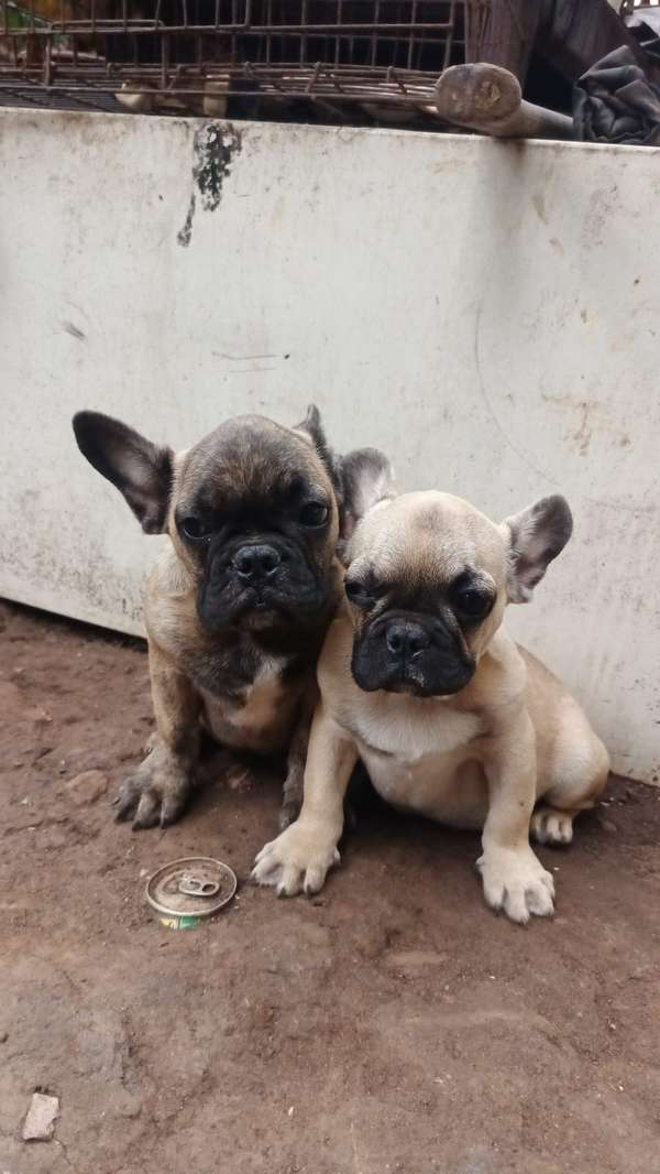 french male bulldog