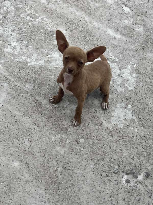 I sell beautiful Chihuahua dog chocolate