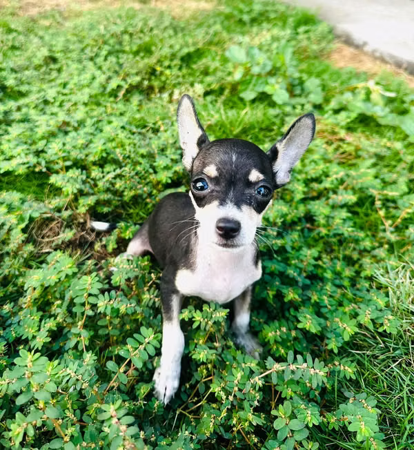 Chihuahua Legitimo deer head