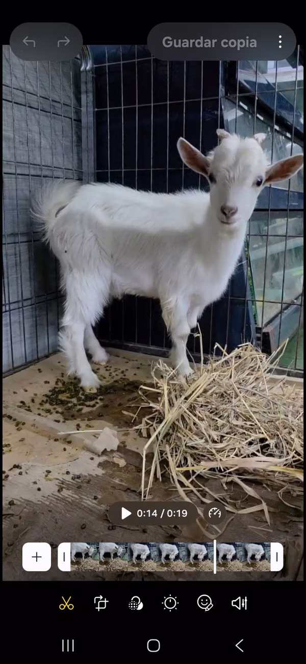 CAMERUN DWARF GOAT