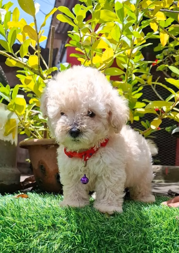 FRENCH POODLE MINITOY 