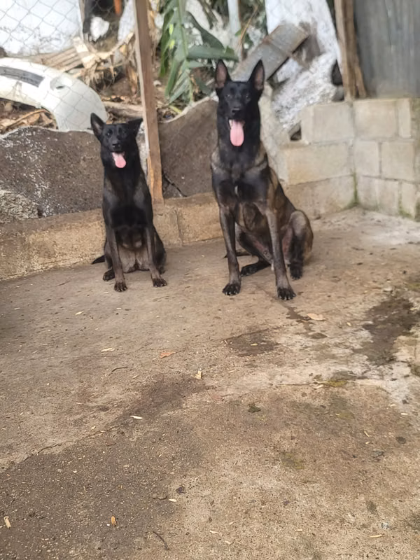 Couple of Maline Belgian Pastor