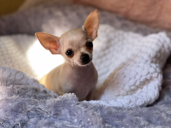 FEMALE AND MALE CHIHUAHUA