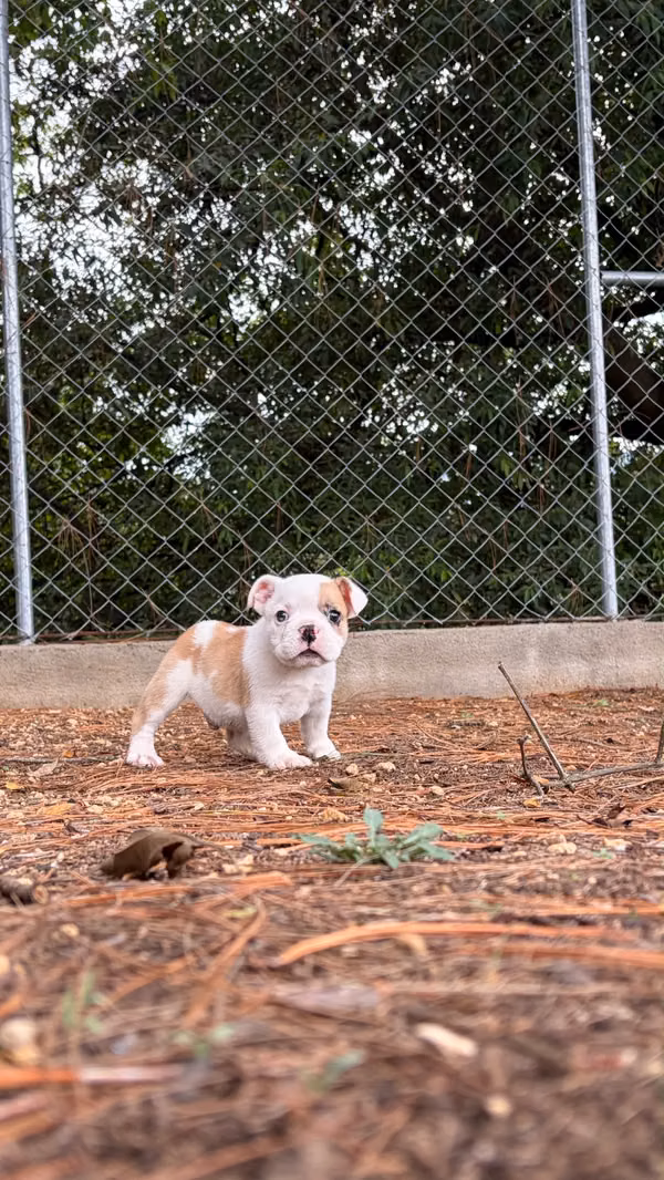 ENGLISH BULLDOG FOR SALE