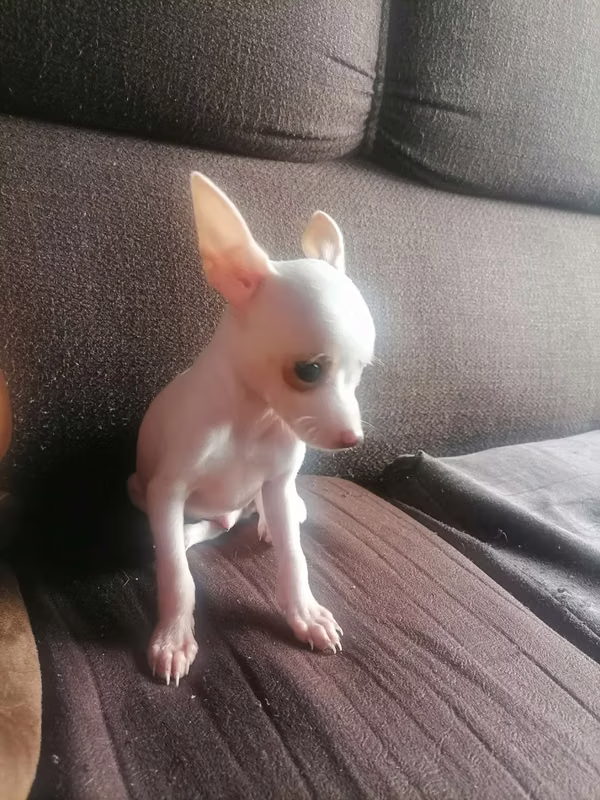 Chihuahua