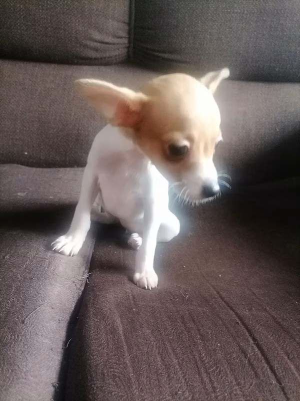 Chihuahua