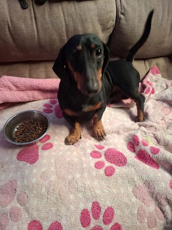 Pure male rasa sausage 11 months for change of house