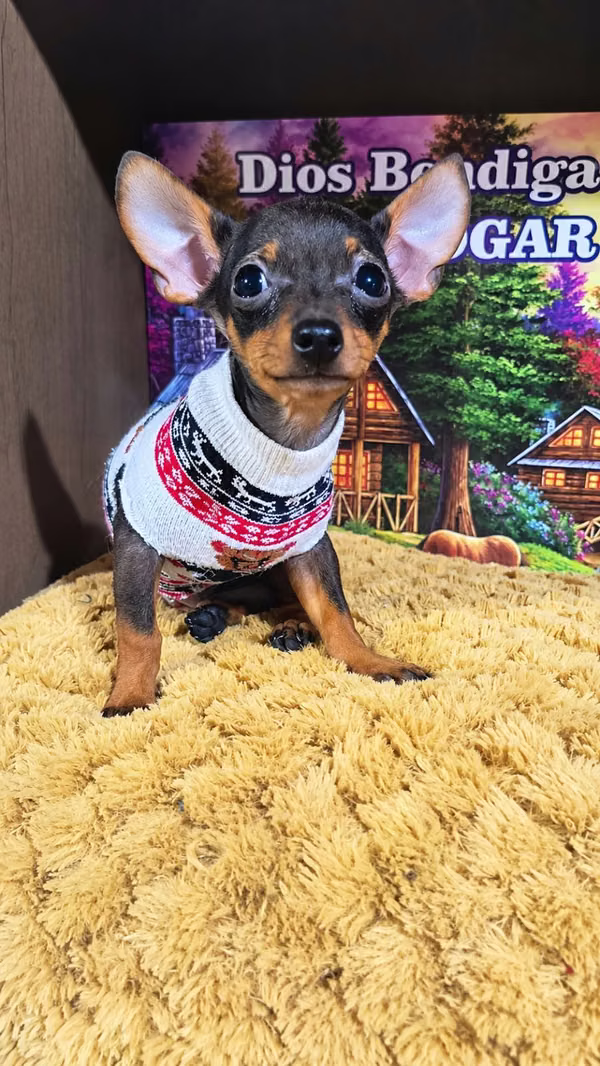 Pocket Chihuahua
