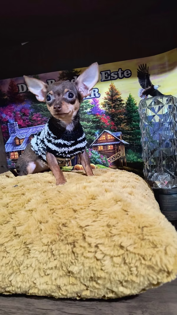 Pocket Chihuahua