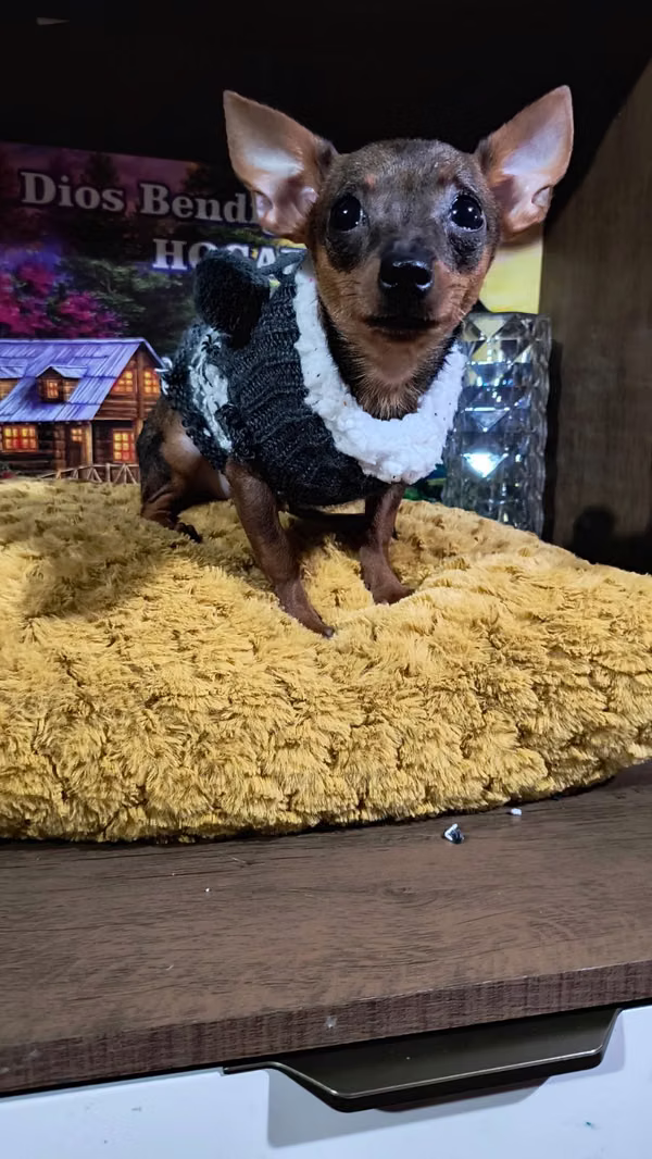 Chihuahua pocket 8 mss