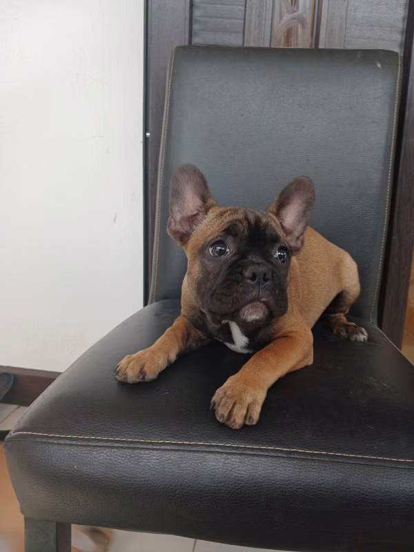 French Bulldog