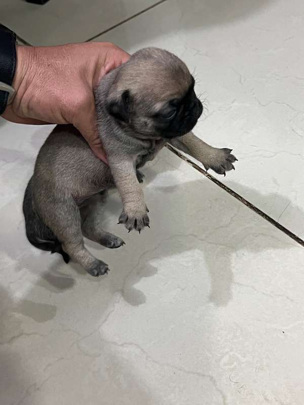 Beautiful pug dogs