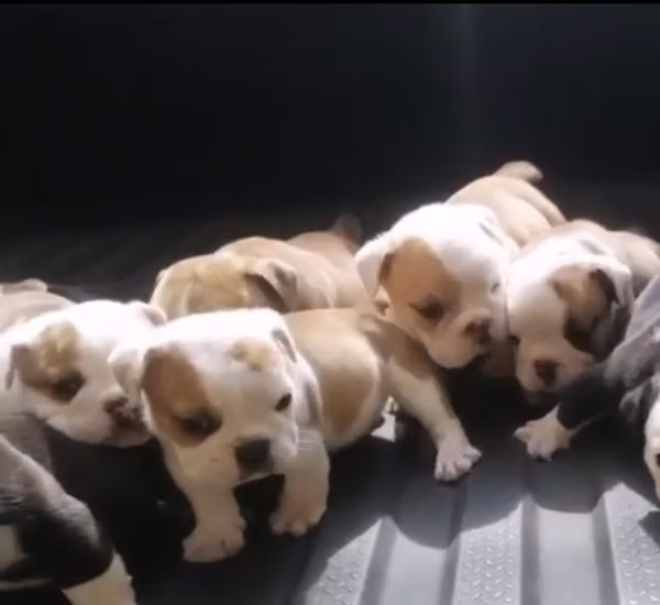 Cachorros bulldog English bargain finished