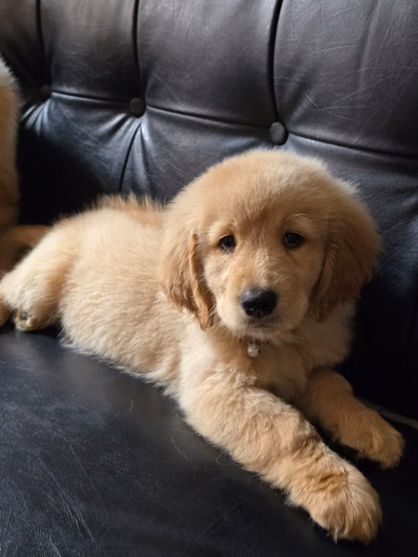 Golden female retriever