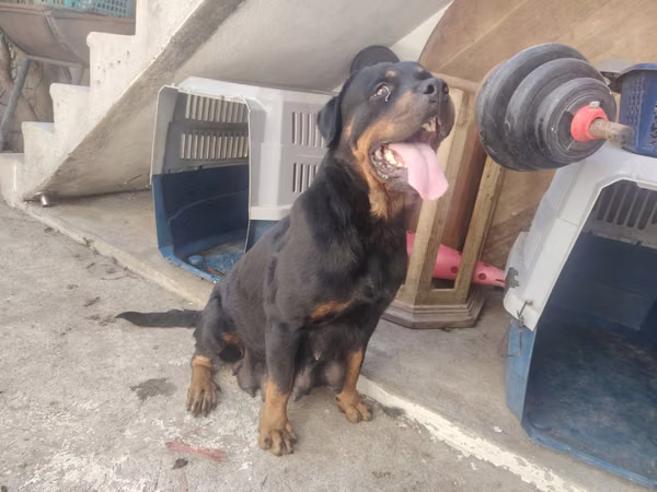 Rottweiler pedigree A Female 3 Years