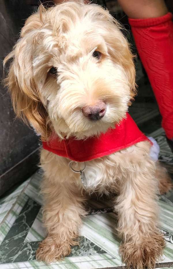 CUTE MALE DOG