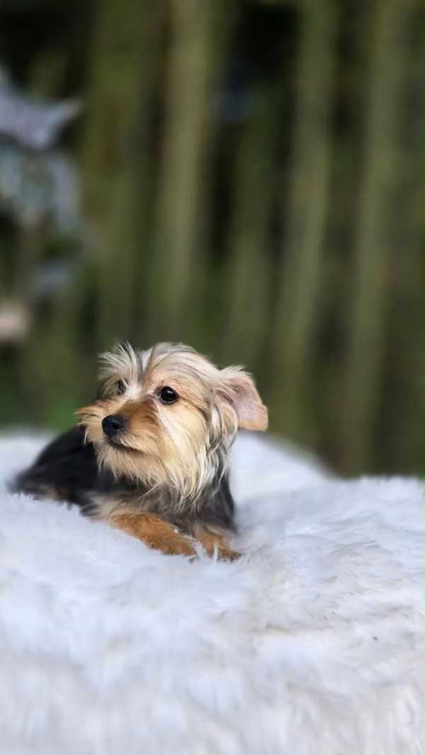 Linda Yorkshire Terrier