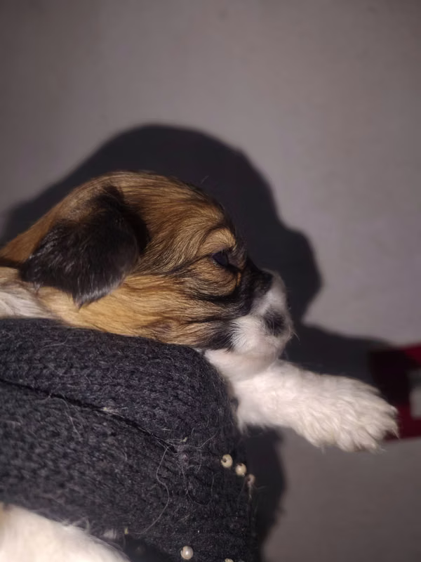 Shih tzu