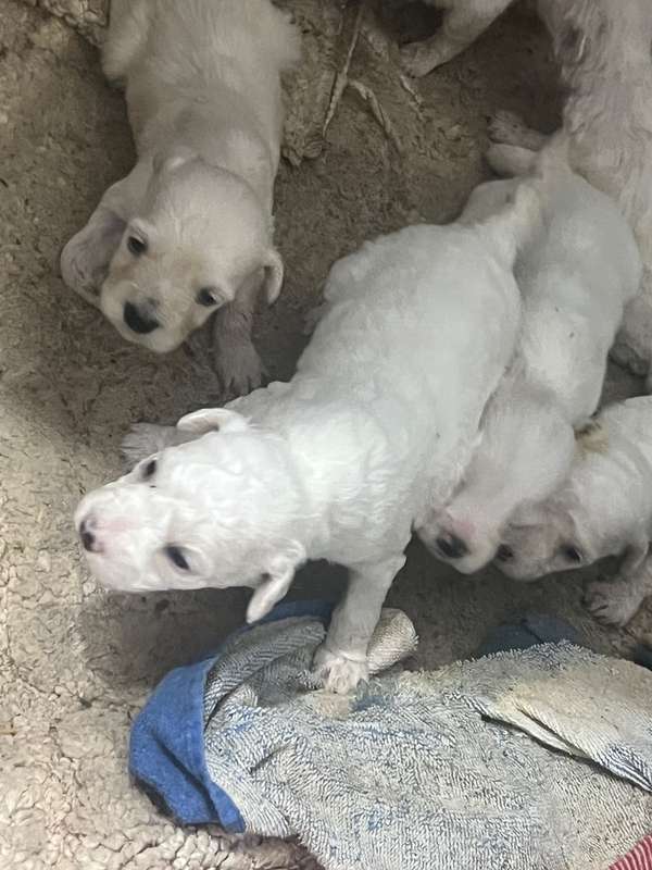 Hermosos perritos French mini toy 