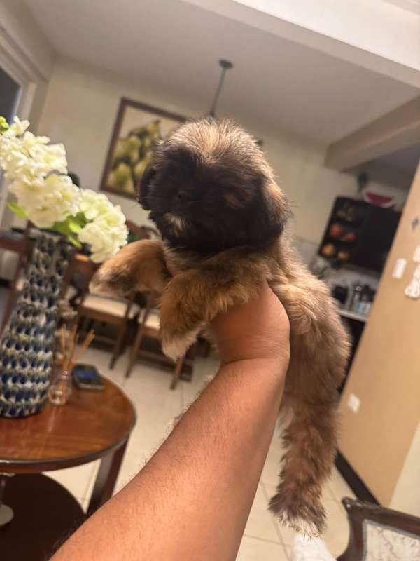 Shihtzu