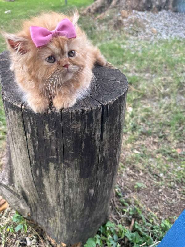Persian cat
