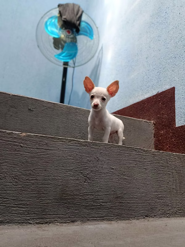 Chihuahua male