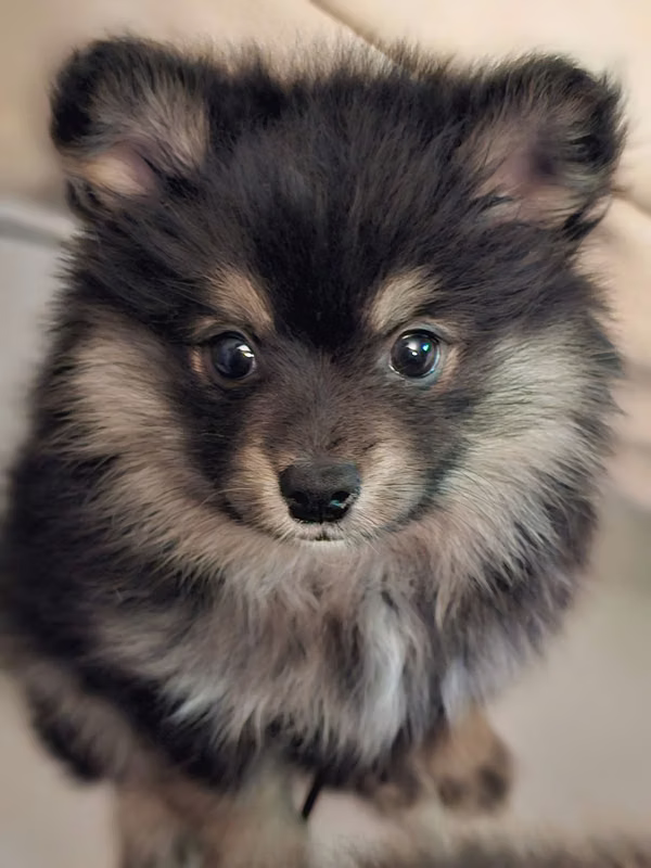 Pomerania bitches
