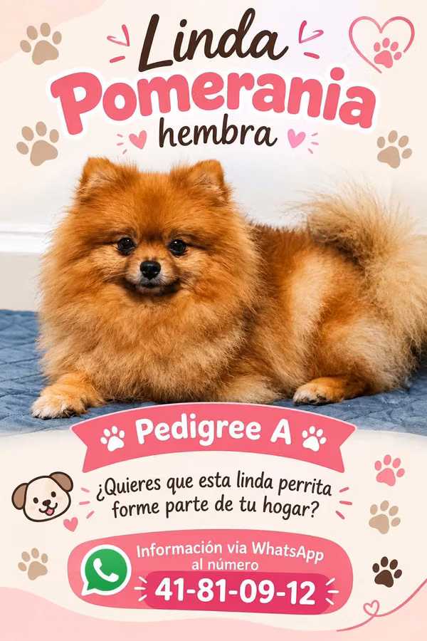 I sell beautiful female Pomerania pedigree A