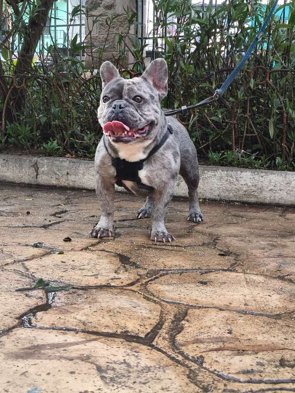 French Bulldog blue Merle
