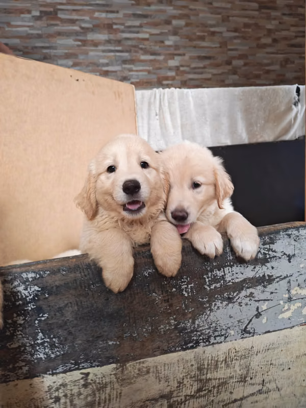 Cachorros Golden Retriever