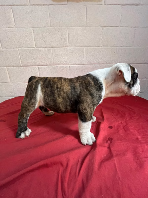 ENGLISH BULLDOG PUPPIES FOR SALE
