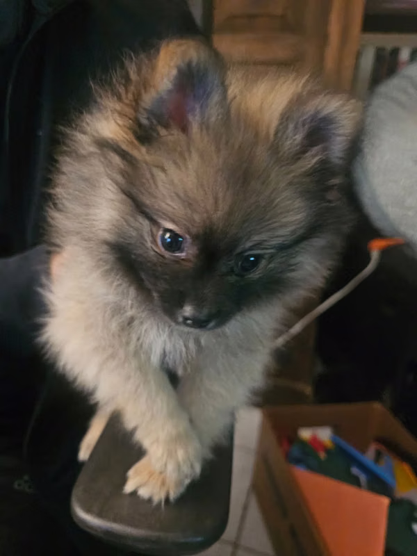 Pomeranium dog